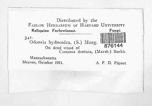 Scopuloides hydnoides image
